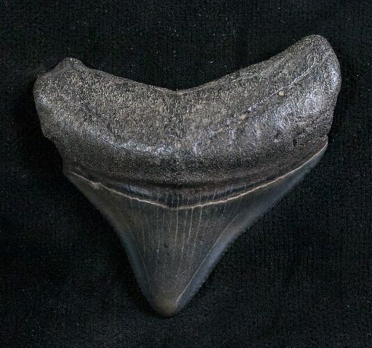 Posterior Megalodon Tooth - Serrated #8090
